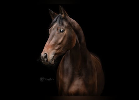Hannoveraner, Wallach, 3 Jahre, 167 cm, Brauner