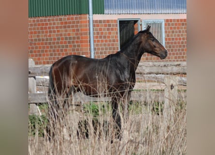 Hannoveraner, Wallach, 3 Jahre, 167 cm, Dunkelbrauner