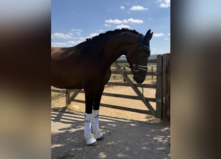 Hannoveraner, Wallach, 3 Jahre, 167 cm, Dunkelbrauner