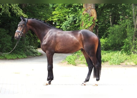 Hannoveraner, Wallach, 3 Jahre, 167 cm, Dunkelbrauner