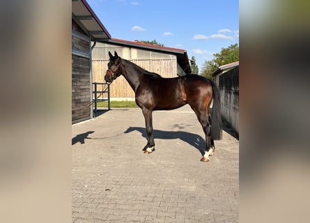 Hannoveraner, Wallach, 3 Jahre, 167 cm, Dunkelbrauner