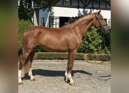 Hannoveraner, Wallach, 3 Jahre, 167 cm, Dunkelfuchs