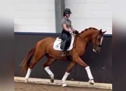 Hannoveraner, Wallach, 3 Jahre, 167 cm, Fuchs
