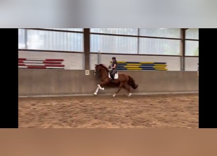 Hannoveraner, Wallach, 3 Jahre, 167 cm, Fuchs