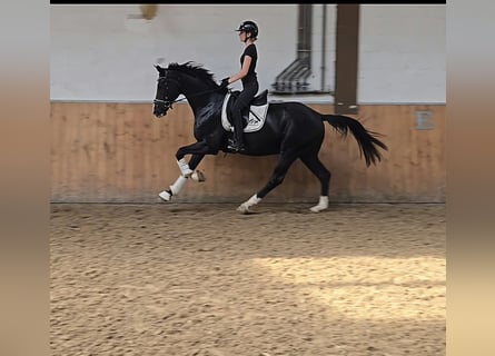Hannoveraner, Wallach, 3 Jahre, 167 cm, Rappe