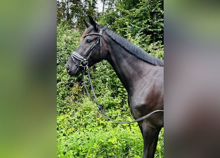Hannoveraner, Wallach, 3 Jahre, 167 cm, Rappe