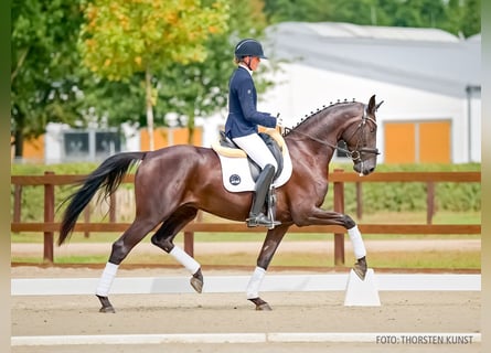 Hannoveraner, Wallach, 3 Jahre, 167 cm, Rappe