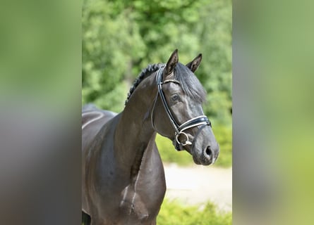 Hannoveraner, Wallach, 3 Jahre, 167 cm, Rappe