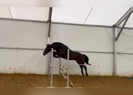 Hannoveraner, Wallach, 3 Jahre, 167 cm, Rotbrauner