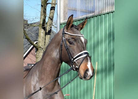 Hannoveraner, Wallach, 3 Jahre, 168 cm, Brauner