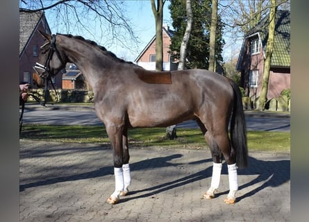 Hannoveraner, Wallach, 3 Jahre, 168 cm, Brauner
