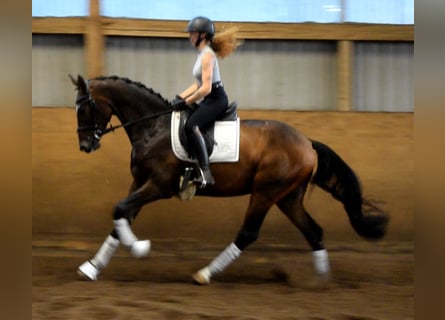 Hannoveraner, Wallach, 3 Jahre, 168 cm, Brauner