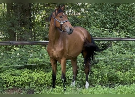 Hannoveraner, Wallach, 3 Jahre, 168 cm, Brauner