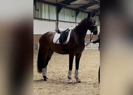 Hannoveraner, Wallach, 3 Jahre, 168 cm