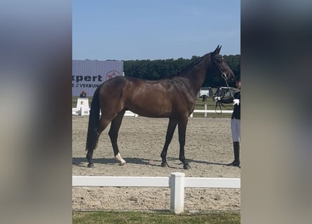 Hannoveraner, Wallach, 3 Jahre, 168 cm, Dunkelbrauner
