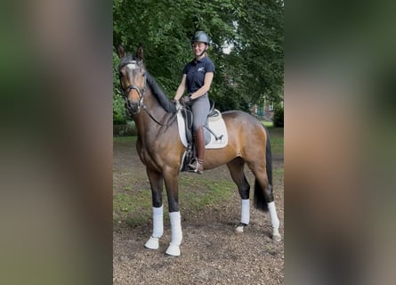 Hannoveraner, Wallach, 3 Jahre, 168 cm, Dunkelbrauner