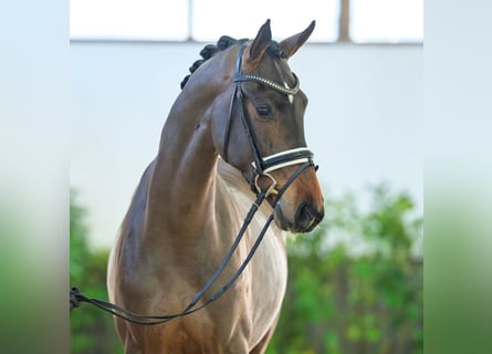 Hannoveraner, Wallach, 3 Jahre, 168 cm, Dunkelbrauner