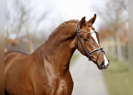 Hannoveraner, Wallach, 3 Jahre, 168 cm, Dunkelfuchs