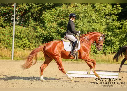 Hannoveraner, Wallach, 3 Jahre, 168 cm, Fuchs