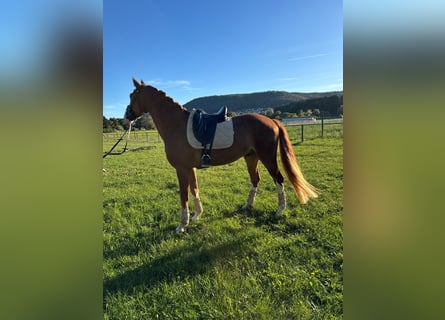 Hannoveraner, Wallach, 3 Jahre, 168 cm, Fuchs