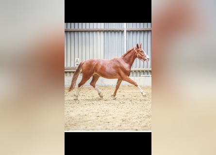 Hannoveraner, Wallach, 3 Jahre, 168 cm, Fuchs