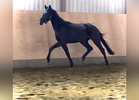 Hannoveraner, Wallach, 3 Jahre, 168 cm, Rappe