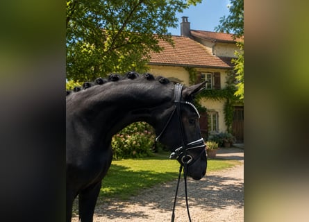 Hannoveraner, Wallach, 3 Jahre, 168 cm, Rappe