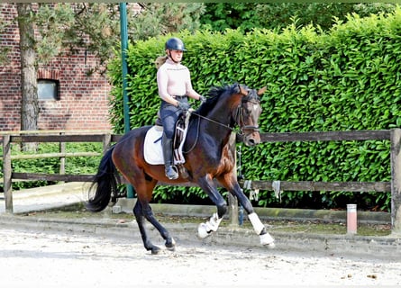 Hannoveraner, Wallach, 3 Jahre, 168 cm, Schwarzbrauner