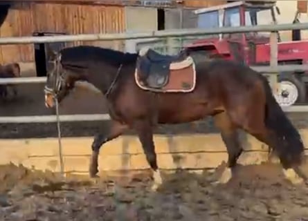 Hannoveraner, Wallach, 3 Jahre, 169 cm, Brauner