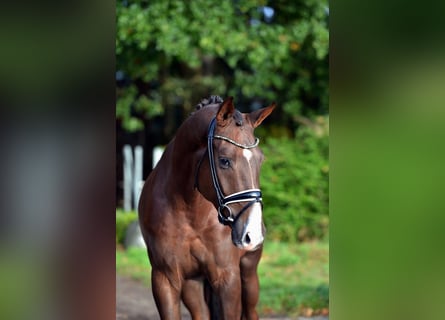 Hannoveraner, Wallach, 3 Jahre, 169 cm, Dunkelfuchs