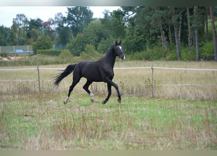 Hannoveraner, Wallach, 3 Jahre, 169 cm, Rappe