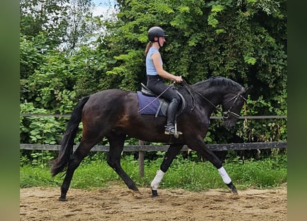 Hannoveraner, Wallach, 3 Jahre, 169 cm, Rappe