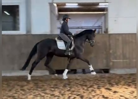 Hannoveraner, Wallach, 3 Jahre, 169 cm, Rappe