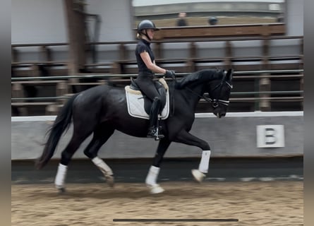 Hannoveraner, Wallach, 3 Jahre, 169 cm, Rappe