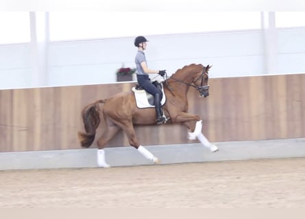 Hannoveraner, Wallach, 3 Jahre, 169 cm, Red Dun