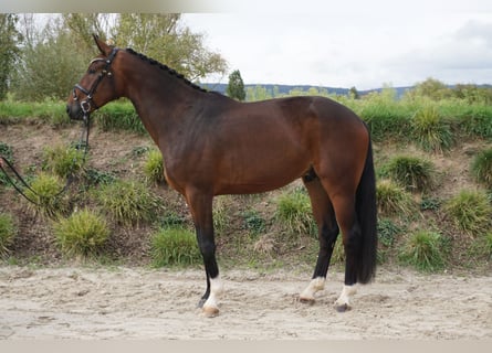 Hannoveraner, Wallach, 3 Jahre, 170 cm, Brauner