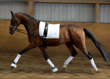 Hannoveraner, Wallach, 3 Jahre, 170 cm, Brauner