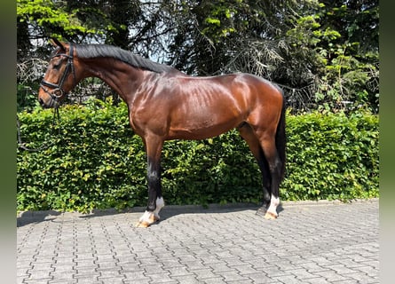 Hannoveraner, Wallach, 3 Jahre, 170 cm, Brauner