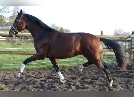 Hannoveraner, Wallach, 3 Jahre, 170 cm, Brauner