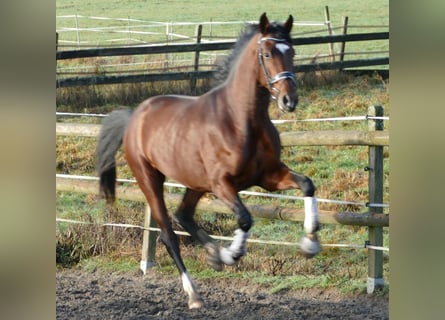 Hannoveraner, Wallach, 3 Jahre, 170 cm, Brauner