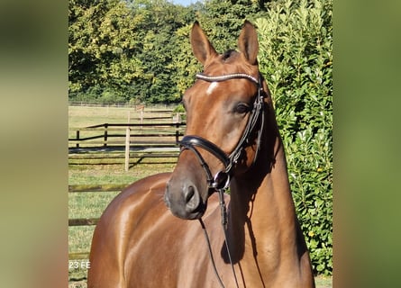 Hannoveraner, Wallach, 3 Jahre, 170 cm, Brauner