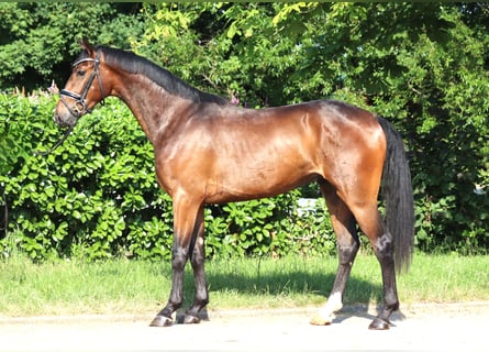 Hannoveraner, Wallach, 3 Jahre, 170 cm, Brauner
