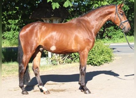 Hannoveraner, Wallach, 3 Jahre, 170 cm, Brauner