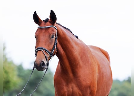 Hannoveraner, Wallach, 3 Jahre, 170 cm, Brauner