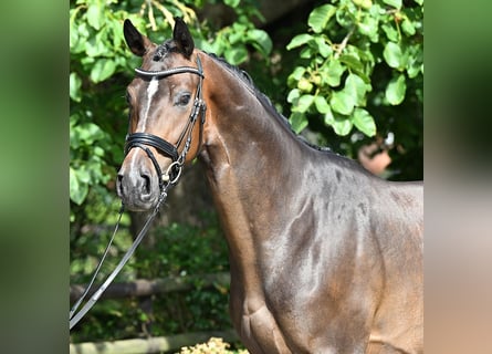 Hannoveraner, Wallach, 3 Jahre, 170 cm, Dunkelbrauner