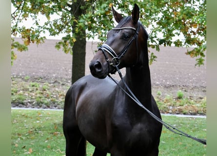 Hannoveraner, Wallach, 3 Jahre, 170 cm, Dunkelbrauner