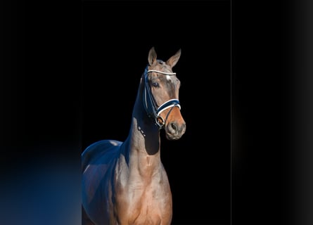 Hannoveraner, Wallach, 3 Jahre, 170 cm, Dunkelbrauner