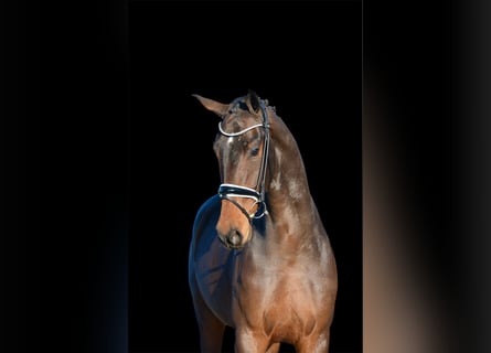 Hannoveraner, Wallach, 3 Jahre, 170 cm, Dunkelbrauner