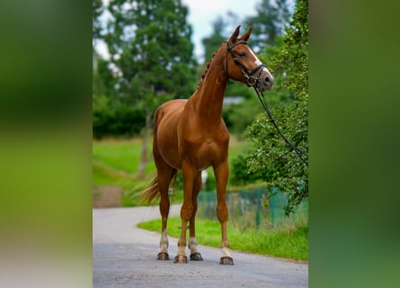 Hannoveraner, Wallach, 3 Jahre, 170 cm, Dunkelfuchs