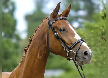 Hannoveraner, Wallach, 3 Jahre, 170 cm, Dunkelfuchs